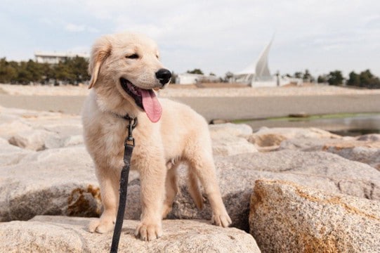 【獣医師執筆】冬の時期の子犬をお迎えするなら…飼い主さんは「こんなこと」に気を付けて!