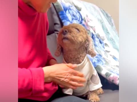 犬をソファから降ろしたいおばあちゃん→なぜか降りてくれなくて…思わず頬が緩む『尊いやり取り』が34万再生「混ざりたい」「どちらも可愛い」