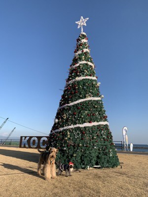 クリスマスツリーとわんちゃんたち