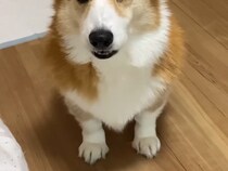 『犬が苦手な業者さん』がやってきたので、愛犬を別室で待機させた結果→可愛すぎる『抗議』に爆笑の声「楽しそうｗ」「香箱座りしてて草」