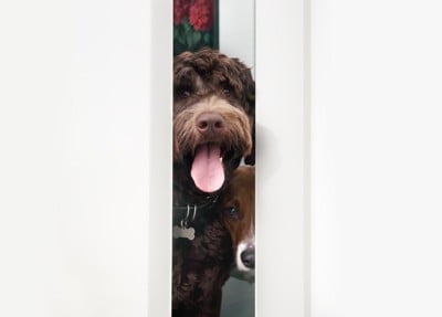 隙間から顔を出す犬