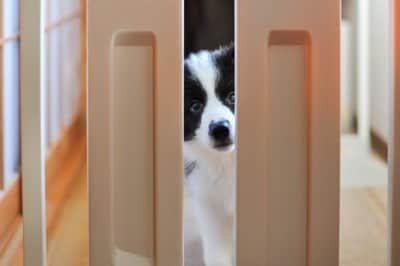 柵の内側から覗く子犬