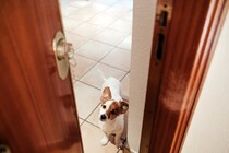 犬が飼い主を『出待ち』する理由５選　愛犬が待ち構えているときの心理や対処法まで