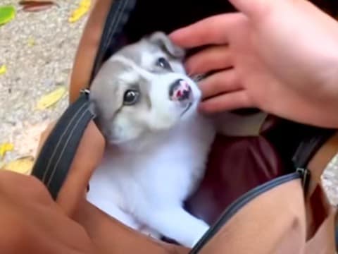 山でヘビを探していた男性→突然『子犬』を発見して…衝撃的な出会いと結末が120万再生「涙がとまらない」「本当によかった」「漫画みたい」