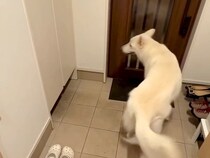 大型犬に見つからないよう、帰宅したパパが『玄関に隠れてみた』結果→想像と違った『発見の瞬間』が13万再生「一瞬でｗ」「熱烈歓迎だ」と反響
