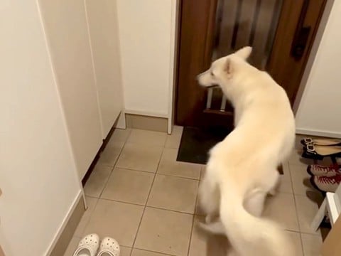 大型犬に見つからないよう、帰宅したパパが『玄関に隠れてみた』結果→想像と違った『発見の瞬間』が13万再生「一瞬でｗ」「熱烈歓迎だ」と反響