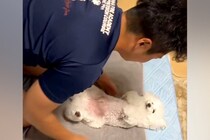 『生まれてくる赤ちゃんのための練習』をするパパと犬→まさかの『赤ちゃん役が上手すぎる光景』が477万再生「されるがままｗ」「いい子すぎ」