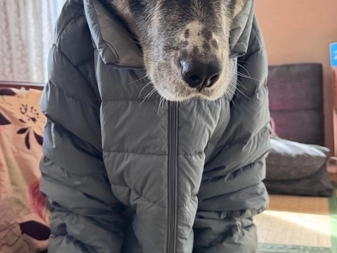 『飼い主のダウンジャケット』が大好きな犬→着せてみた結果…思っていたのと違う『表情』に1万いいね「不服そうw」「現実逃避の顔で草」