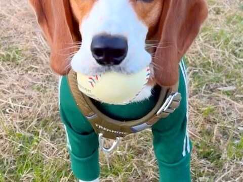 ボール遊びを楽しむ犬→帰る時間なので『おしまい』と告げると…わかりやす過ぎる『絶望』が166万再生「悲しみ溢れてる」「しっぽがw」