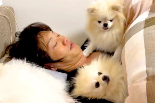 どうしても『パパの腕枕』で眠りたい犬たち→想像以上の『大喧嘩』に発展する光景が30万再生「大爆笑ww」「愛されてる」「パパモテモテ」