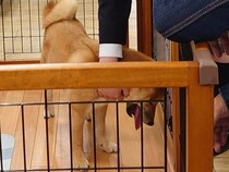 5年前、生後5ヶ月までお店で過ごした犬を飼った結果→現在の様子が40万表示「素敵な家族と巡り会えて本当によかった」「待ってたんですね」