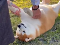 犬が『大好きなおじいちゃんおばあちゃんと遊んだ』結果→あまりにも尊い『脱力しすぎる様子』が129万再生「見てて癒される」「ニヤけた」