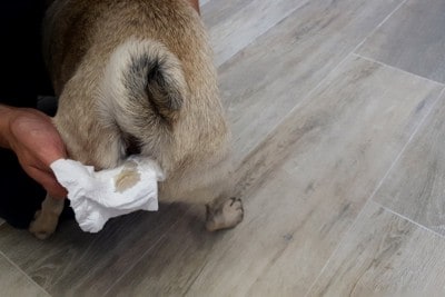 愛犬の肛門腺絞りをする飼い主