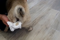 犬の『肛門腺絞り』自宅でする方法とは？お手入れのポイントや必ず知っておくべき注意点まで