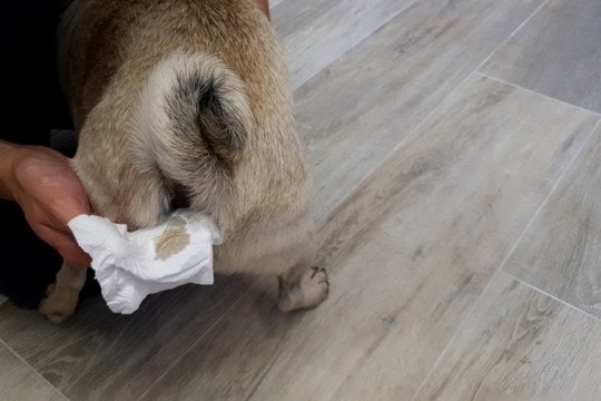 犬の『肛門腺絞り』自宅でする方法とは？お手入れのポイントや必ず知っておくべき注意点まで