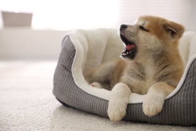 ベッドであくびする犬