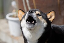 犬が『警戒吠え』をしてしまう理由3選　考えられる心理や対処法も解説