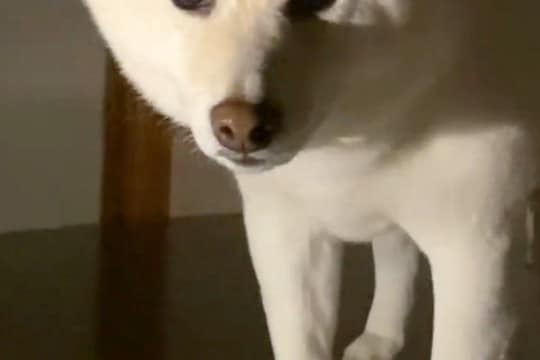 深夜の2時、物音がしたのでふと見てみたら犬が…思わず笑ってしまう『まさかの状況』が40万再生「表情たまらんｗｗ」「どうしてそうなった」