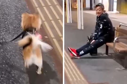 単身赴任していたパパが『突然現れた』結果→お散歩中の愛犬が気付き…尊すぎる『26日ぶりの再会の瞬間』に1万いいね「泣ける」「狂喜乱舞ｗ」