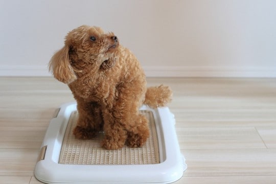 犬の『トイレ中の行動』から分かる心理4つ　愛犬の本音や体調不良を見分ける方法まで
