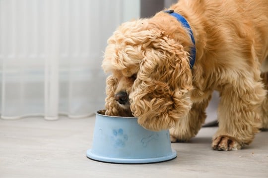 犬のご飯における『誤った認識』５選　健康被害をもたらす可能性や正しい与え方まで