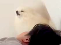 どうしてもお父さんを起こしたい犬→寝ている顔のすぐ隣で…まさかの『独特な起こし方』に２万いいね「エンジン吹かしてるみたい」「歌可愛いｗ」