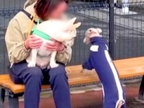 『悪質な割り込みの手口…』知らない人でも気にせず、上に乗る犬→強引すぎる『まさかの行動』がSNSで話題「手慣れてて草」と79万再生