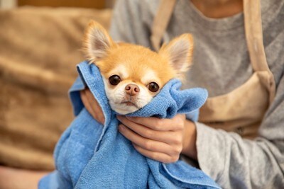 タオルドライする犬