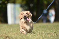 犬の散歩後にやってはいけない『タブー行為』５選　愛犬の体に負担となっていることも…正しい対応まで