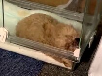 瀕死の赤ちゃん犬を保護→諦めずに看病を続けた結果…思わず泣けてくる『22日目の光景』に感動の声集まる「素晴らしい」「大きな愛情が救った命」
