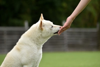 手からおやつをもらう白柴