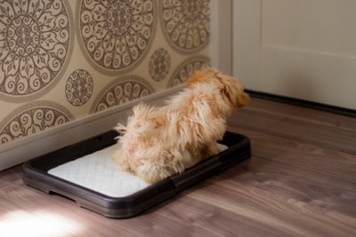 トイレトレーで排泄する犬