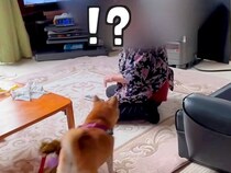 2匹の犬が『おばあちゃんの誕生日にサプライズ訪問した』結果→尊すぎる『お互いの反応』が話題「なんて素敵なの」「とてもいい誕生日」と絶賛