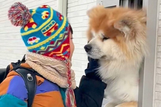 雪の中、小学校へ行く男の子を見送る秋田犬→小窓から見せた『いってらっしゃい』が尊すぎると絶賛「AIかと疑うレベル」「最高すぎ」と9万再生