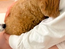 犬の健康診断のため、病院に数時間預けた結果→帰宅後に…想像以上に『絶望している様子』が23万再生「抱きしめたい…」「この世の終わり感ｗ」
