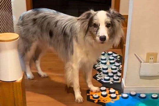 何かを言いたそうにしている犬→『声が出るボタン』を使って…あまりにも賢すぎる『会話内容』が33万再生「人間の親子みたい」「凄すぎ」と驚愕