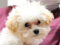 注射を打ってから具合が悪そうな子犬→心配して病院に連れて行った結果…『まさかの診断名』が67万再生「声出して笑ったｗｗ」「可愛すぎる」