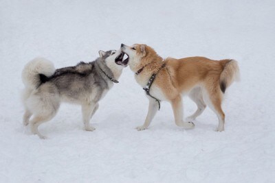 雪原で戯れる秋田犬とシベリアンハスキー