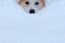 積雪約50センチの中、大喜びで駆け回る犬→埋もれて進めなくなり…まさかの『助けを求める表情』が69万再生「可愛すぎ」「埋まっちゃったｗ」