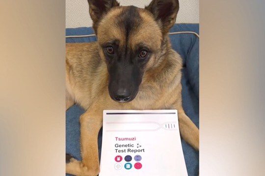 シェパードのような元野犬→試しに『犬種鑑定』をしてみたら…予想を超える『まさかの結果』が27万再生「チワワ…だと…」「贅沢な血統」