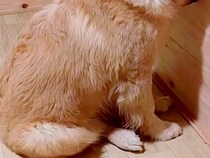 イタズラをして叱られてしまった子犬→壁の方へ向かっていき…予想以上に『猛反省』する様子が10万再生「許します」「かわいすぎるｗ」と悶絶