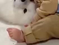 男の子が生まれた時から『大型犬に見守られながら育った』結果→まさかの場所で眠る光景が100万表示「特等席」「一番良い場所」と絶賛続々