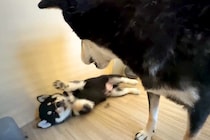 生後1ヶ月の赤ちゃん犬に『社会の厳しさ』を教えるママ犬…母親として奮闘する光景が26万再生「教育していて尊敬する」「母ちゃんは大変だ」