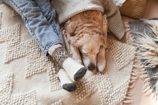 犬が『寒すぎる』と思っているときにみせるサイン5選　絶対知っておくべき間違った寒さ対策まで