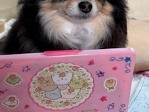 女の子の『おままごと遊び』に巻き込まれた犬→露骨すぎる『うんざりした表情』に4万4000いいね集まる「うんざりーぬ」「可愛いほんと好き」