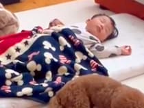 『可愛すぎるSP』お昼寝する小さな男の子を警備する犬→思った以上に『厳重すぎる体制』が122万再生「警備が完璧すぎ」「頼りがいがある」