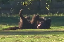 ドッグランで誰にも構ってもらえなかった大型犬→想像以上に激しい『ひとり遊び』が94万再生「デカすぎて別の生物かとｗｗｗ」「可愛すぎ」