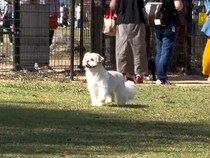 ドッグランで迷子になっている犬→名前を呼んでみた結果…気づいた瞬間の『愛おしい反応』が14万再生「不安なの伝わる」「笑顔がたまらん」