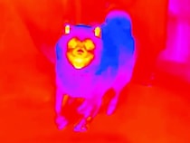 犬との再会の瞬間を『サーモグラフィーで撮影した』結果→あまりにもシュールな光景に爆笑の声続々「徐々に温かくなるの草」「ジワるｗｗｗ」