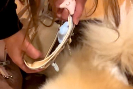 絶対に散歩に行きたくない犬が『必死に隠れようとした』結果→まさかの『バレバレすぎる隠れ方』に爆笑「超可愛い」「見えてないから見えてない」